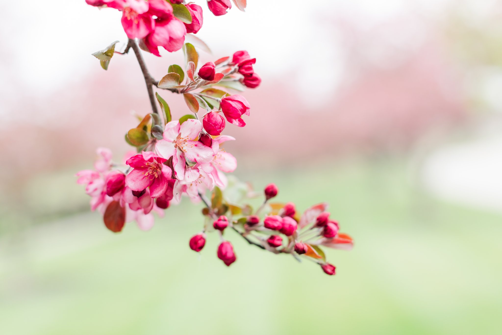 Eastern redbud during spring as a photo for a HoneyBook Discount Code blog post