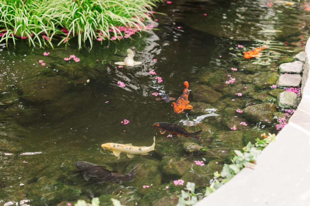 Fish swimming in pond at CJ's Off the Square Nashville Garden Wedding Venue